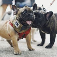Lady Gaga offers a $500,000 reward for her stolen dogs