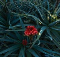 Aloe arborescens