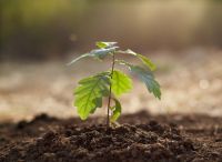Plants for home